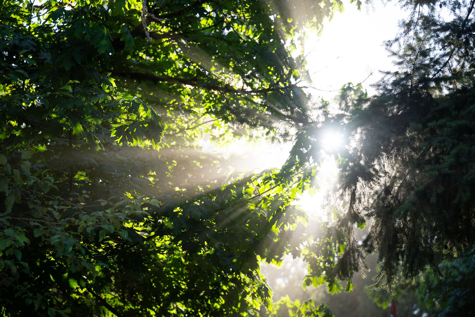 Gallery: Washougal