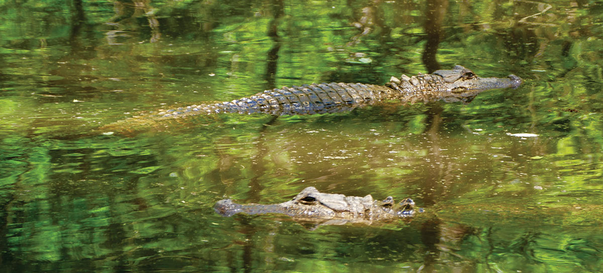 Alligators in the scenic woods and waters of Jefferson, Texas